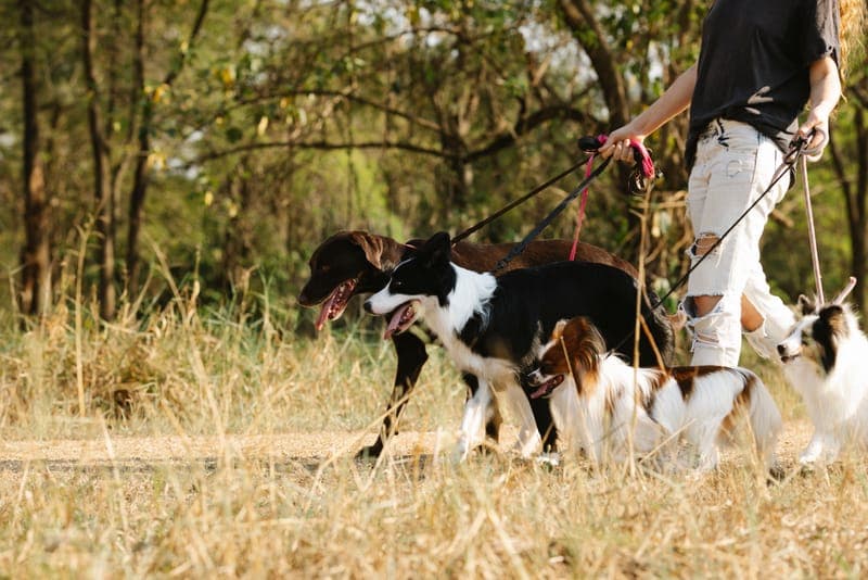A dog owner walking their dog on a leash